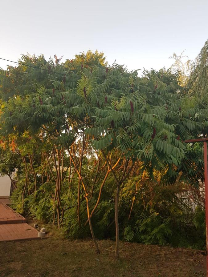 Vila Sura Razoare Sighișoara Zewnętrze zdjęcie